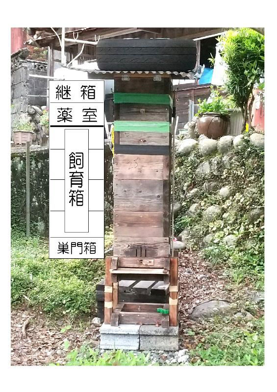 ニホンミツバチの盛り上げ巣の対処法を教えて下さい(_ _)m
