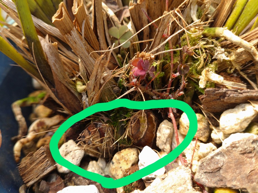 キンリョウヘン昨年株分けしました。発芽でしょうか