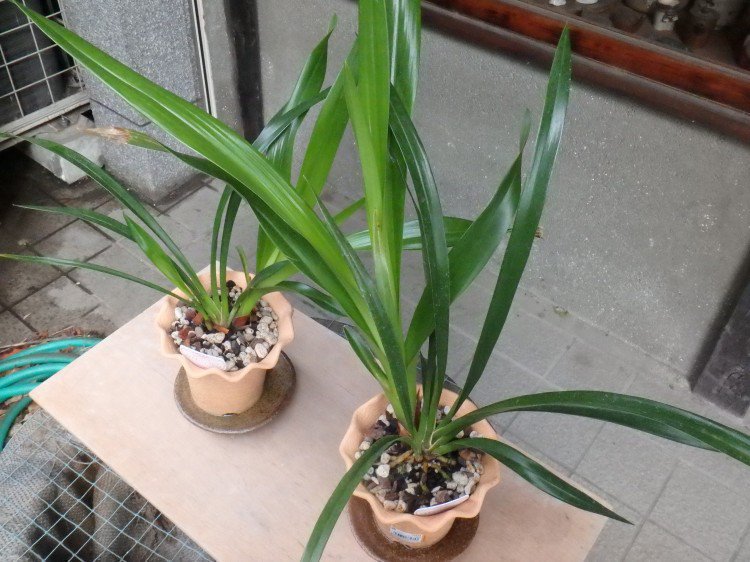 キンリョウヘンの花芽は同じ株から毎年出たりするのでしょうか？