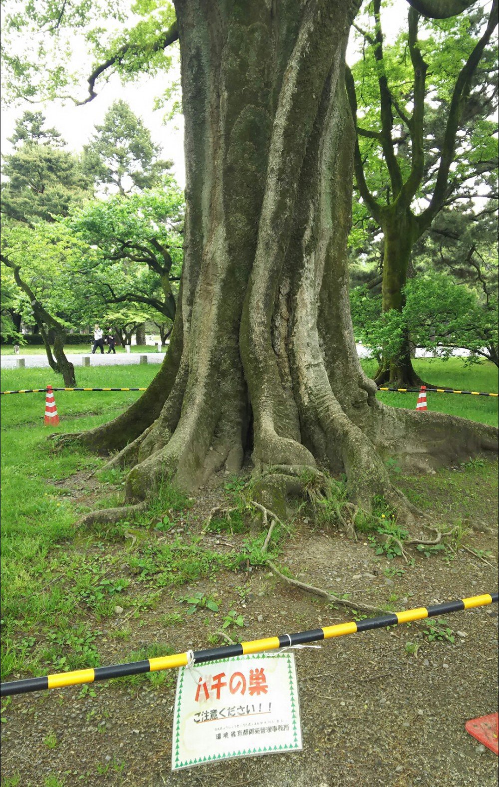 日本蜜蜂の自然樹洞巣はどんな所にありますか？ 皆さんが見つけた樹洞