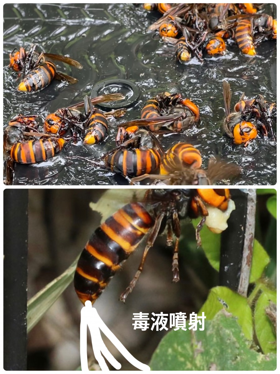 日本蜜蜂の巣箱に近寄るオオスズメバチは 人をも襲いますか?