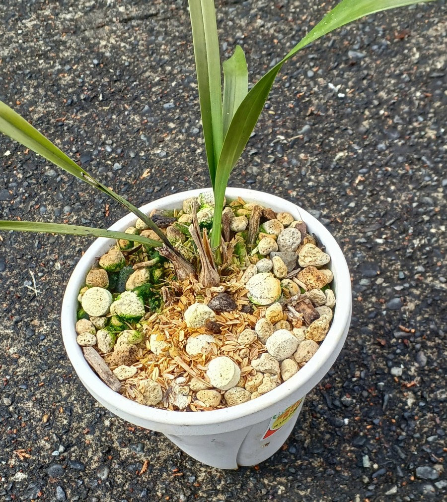 キンリョウヘンの株分けに失敗しました。弱ったキンリョウヘンを復活