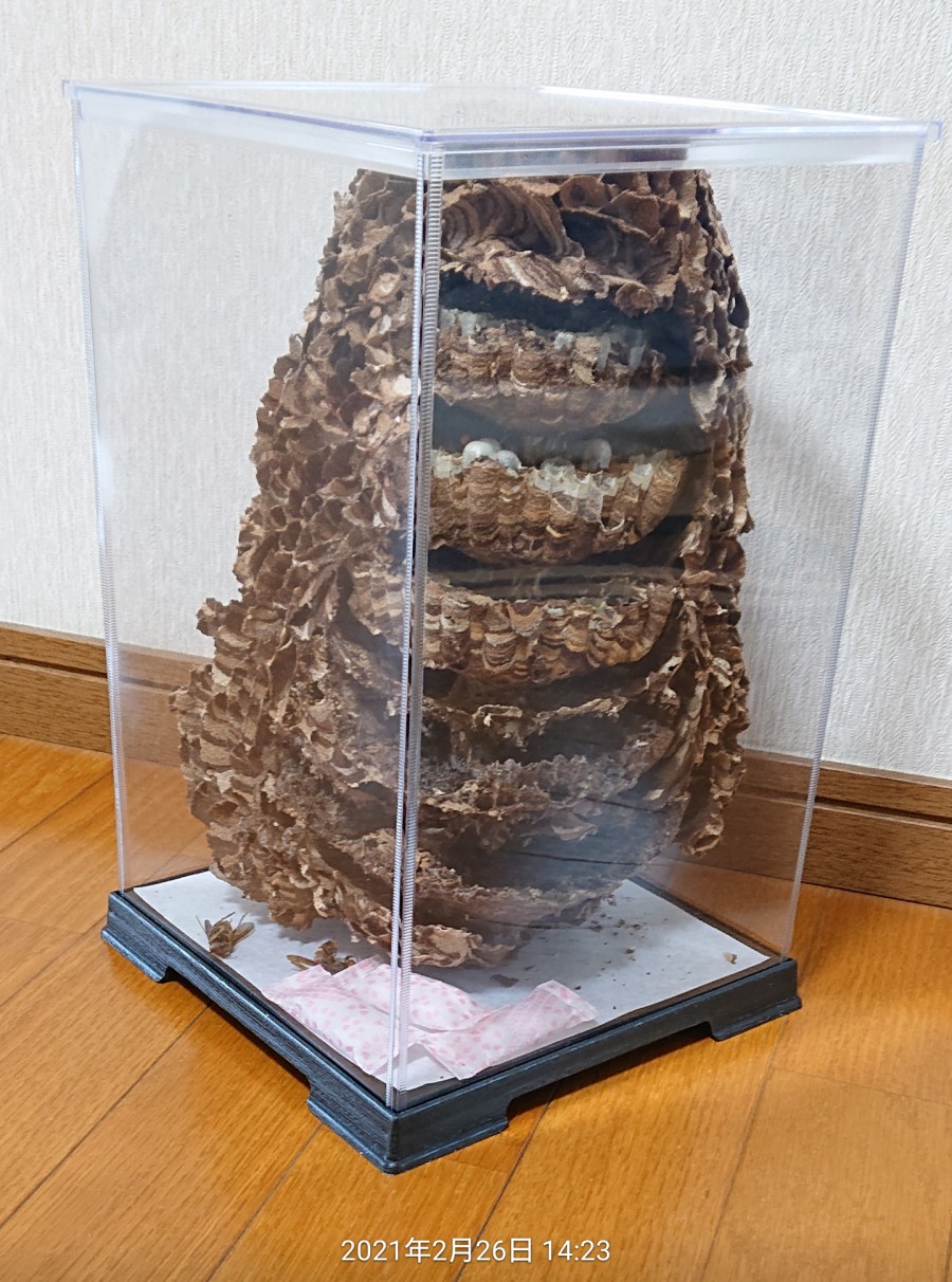 コガタスズメバチの巣、標本の展示方法について？