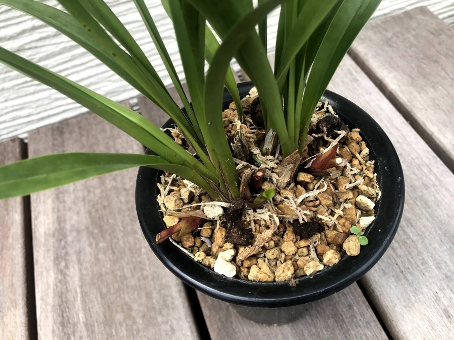 キンリョウヘンの株分けor鉢替えすべきでしょうか？