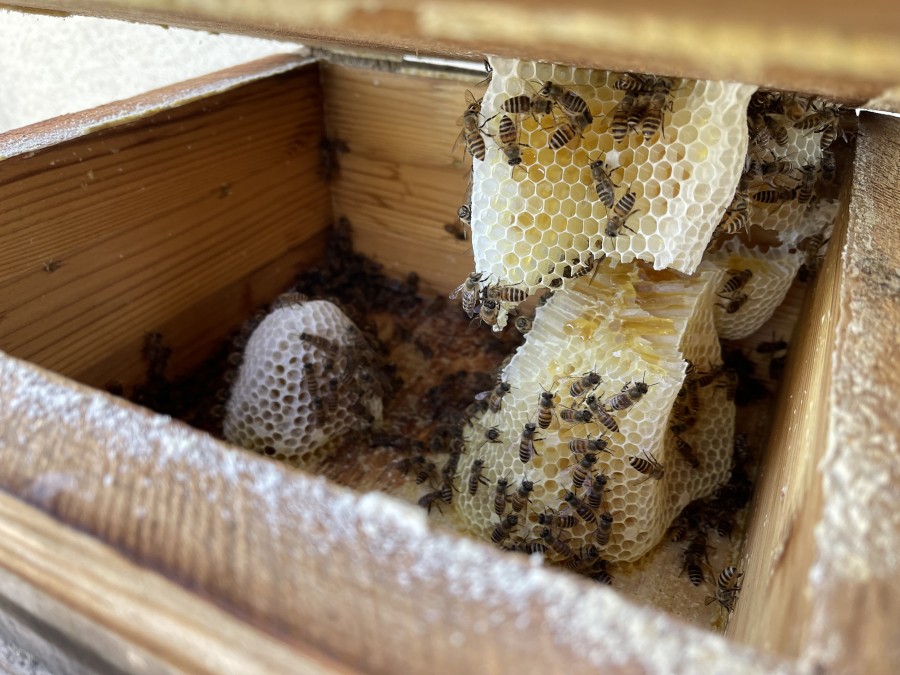 食品 タレ蜜 盛り上げ巣 ニホンミツバチ