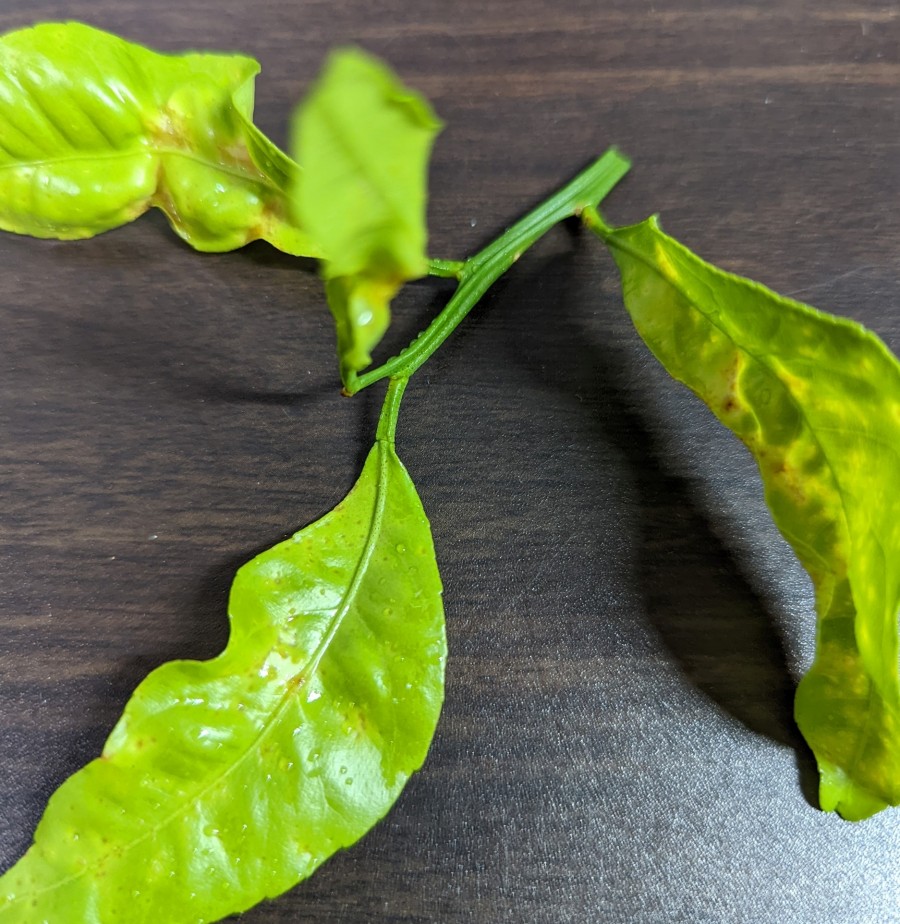 柑橘類 の 葉 の 病気