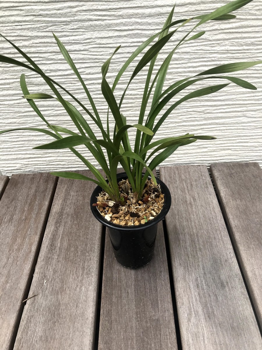 キンリョウヘンの株分けor鉢替えすべきでしょうか？