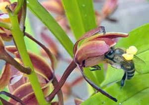 キンリョウヘン（金稜辺）とミツバチ｜写真7枚・開花4〜5月｜蜜源植物図鑑