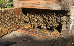4面巣門にされている皆様への質問させて頂きます