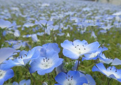 今の時期にミツバチが好んで訪花する花は何ですか？おすすめの蜜源を