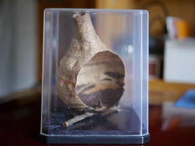 コガタスズメバチの巣、標本の展示方法について？